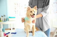 狗狗日常护理指南：成为宠物护理大师的五步秘籍