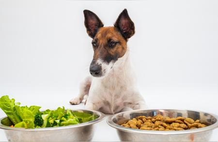 狗狗饮食宝典：科学喂养宠物狗秘籍分享