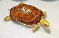 黄喉拟水龟饲养指南：轻松成为养龟达人