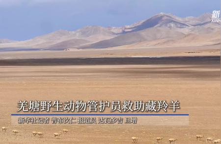 羌塘野生动物管护员：守护藏羚羊的温暖使者