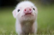 揭秘茶杯猪猪：最可爱的微型宠物，价值上万？