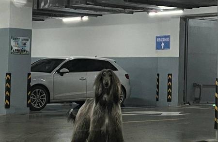 杭州车库惊现巨型阿富汗猎犬，居民一家三口惊险瞬间