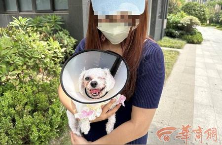 狗狗遭遇意外，比熊犬被柴犬咬伤至眼球摘除，主人维权之路艰辛