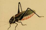 国画草虫技法大揭秘：蝗虫至蟋蟀的全面解析