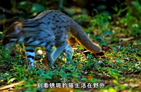 揭秘锈斑豹猫的神秘面纱：小手掌里的野生动物
