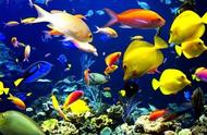 海洋中的12种令人眼前一亮的观赏鱼