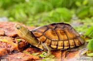 黄喉龟的魅力：一起云盘龟的独特体验