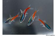 红绿灯鱼的性别鉴别及繁殖周期解析