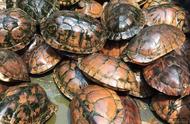 石龟养殖指南：从这五个方面入手，轻松赚钱不是梦