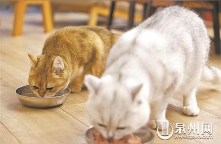 泉州宠物猫饲养方式大调查：穷养、富养、放养、圈养哪种更适合？