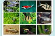 科学养殖观赏鱼的全面食谱