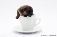 探索：茶杯犬的起源与演变