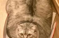 俄罗斯猫咪惊现惊人增重，原因何在？