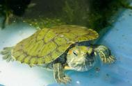 巴西龟：一种迷人的水龟品种