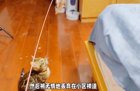 猫咪的世界：探索猫科动物的神秘面纱