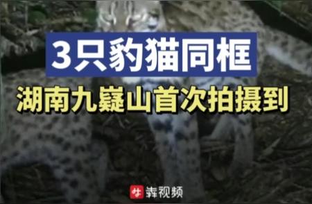 湖南九嶷山惊现豹猫身影！罕见同框，生态奇观揭秘
