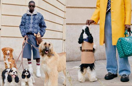Louis Vuitton推出全新宠物系列，时尚与宠物的完美结合