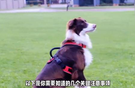 狗狗名字训练大解密：轻松成为训狗高手