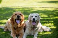 金毛犬的七大性格揭秘：看看你家狗狗属于哪一种？