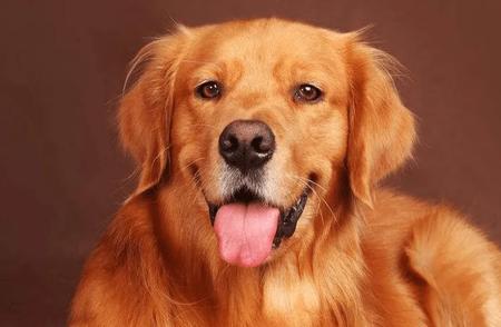 新手养狗指南：推荐六种易养且漂亮的狗狗品种