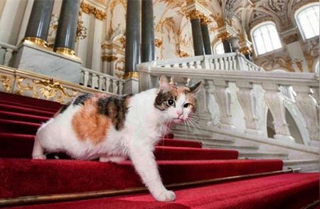俄罗斯猫咪的传奇故事：从暖房到冬宫的旅程