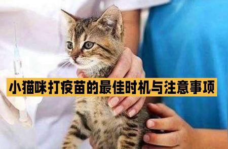 养猫新手指南：小猫咪疫苗注射的最佳时机与注意事项