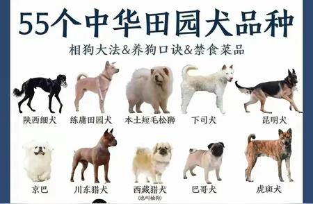 中华田园犬的五大品种特点