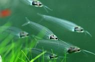 玻璃猫鱼：鱼类中的神秘生物