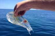 探索神奇的透明鱼：自然界的奇迹