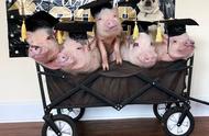 猪朋狗友的快乐农场：探访他们的幸福世界