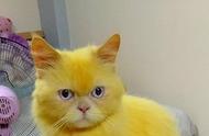 泰国波斯猫变身皮卡丘，主人引发争议