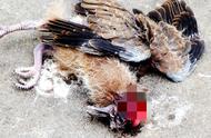 揭秘鸟类世界中的残酷真相：灰喜鹊的谋杀之谜