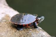 红耳巴西龟与锦龟：哪种更适合你？