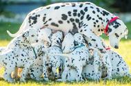 澳大利亚斑点狗创纪录生育，一胎18只宝宝震撼亮相