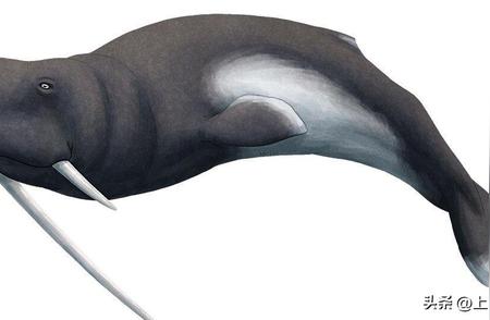 揭秘古老海象的神秘长牙：珍稀物种的传奇故事
