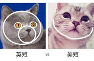 英短与美短：猫咪品种间的六大差异解析