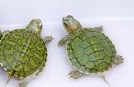 巴西龟养殖秘籍：轻松成为养龟达人