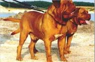 南美最强犬种：巴西非勒犬的荣耀之战