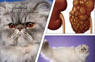 英短、波斯猫、加菲猫面临的多囊肾遗传病挑战