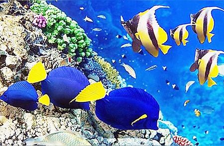热带鱼的五彩世界