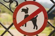 禁养犬种全面解析：哪些狗狗在禁养名单中？