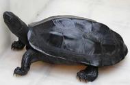中华草龟：中国的代表性龟种介绍