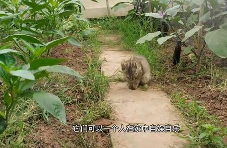 猫咪：独立自主的居家小达人