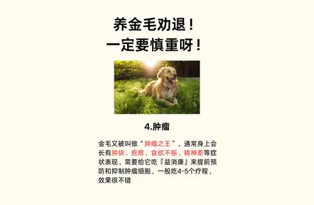 金毛劝退：深度了解背后的故事