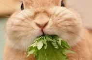 宠物兔子名字大全：温馨可爱，让你挑个不停！