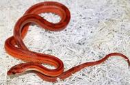 玉米锦蛇：独特的宠物蛇选择