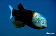 探索未知：海深之下，透明系鱼类的奇妙世界
