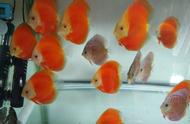 红金七彩神仙鱼：一种独特的观赏鱼类