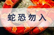 玉米蛇的变身之旅：揭秘蛇类的多彩变装