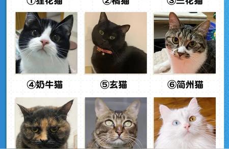 家养宠物猫品种推荐：选一只适合你的猫咪
